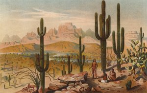 Cactussen in de bergen van Utah, VS